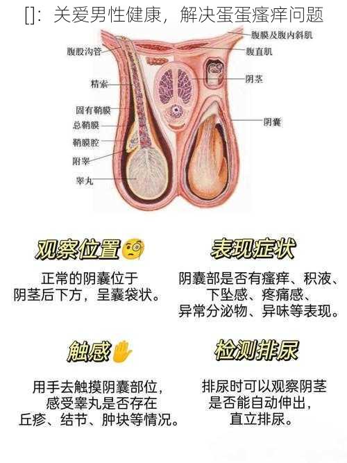 []：关爱男性健康，解决蛋蛋瘙痒问题