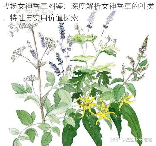 战场女神香草图鉴：深度解析女神香草的种类、特性与实用价值探索