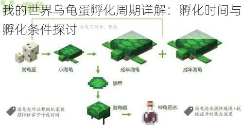 我的世界乌龟蛋孵化周期详解：孵化时间与孵化条件探讨