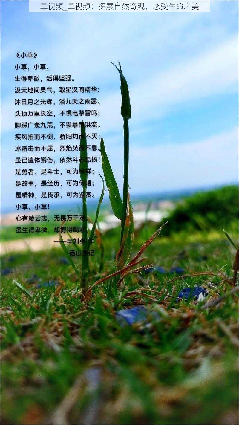 草视频_草视频：探索自然奇观，感受生命之美