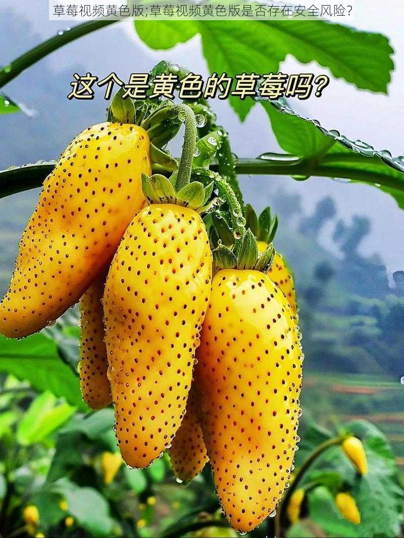 草莓视频黄色版;草莓视频黄色版是否存在安全风险？