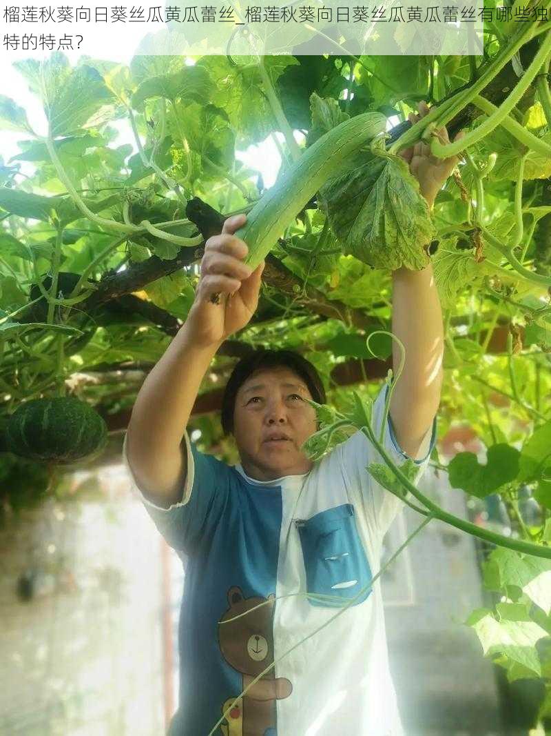 榴莲秋葵向日葵丝瓜黄瓜蕾丝_榴莲秋葵向日葵丝瓜黄瓜蕾丝有哪些独特的特点？