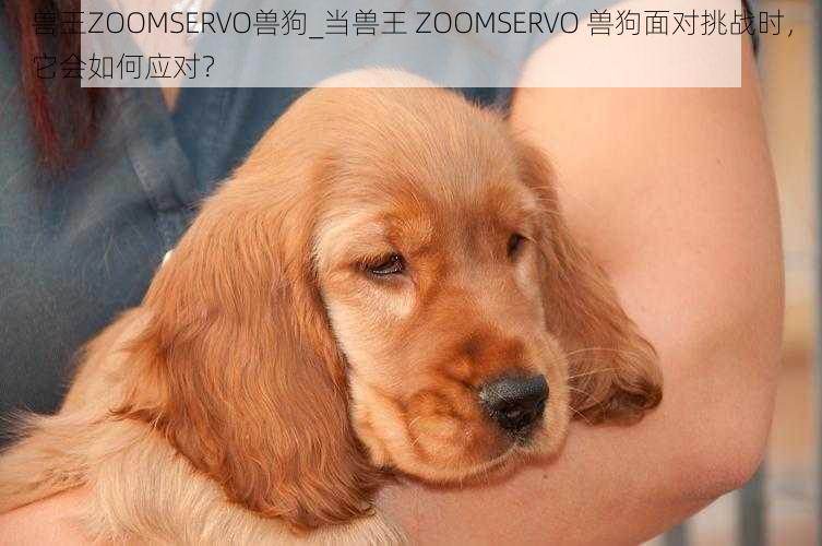 兽王ZOOMSERVO兽狗_当兽王 ZOOMSERVO 兽狗面对挑战时，它会如何应对？