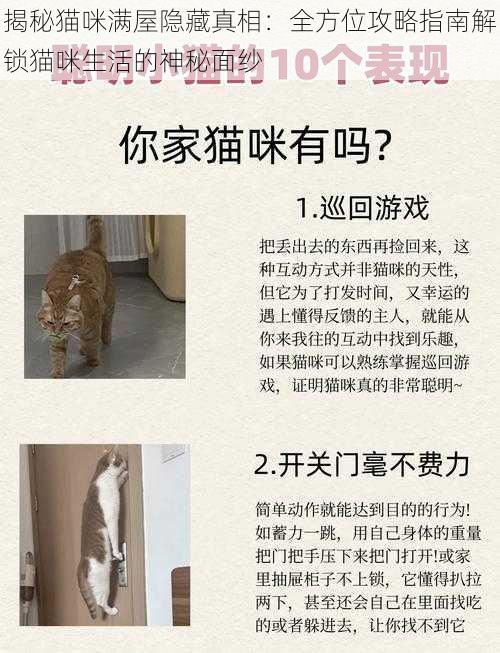 揭秘猫咪满屋隐藏真相：全方位攻略指南解锁猫咪生活的神秘面纱