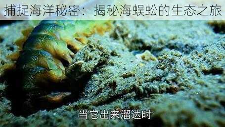 捕捉海洋秘密：揭秘海蜈蚣的生态之旅