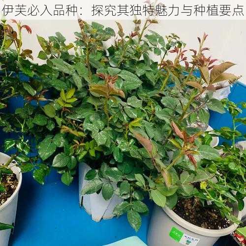 伊芙必入品种：探究其独特魅力与种植要点